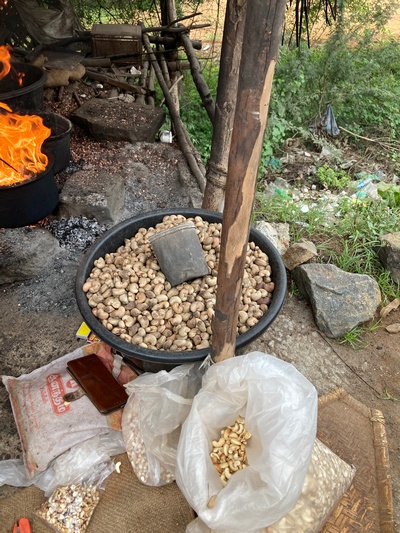 Raw cashew nuts in the shell